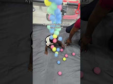 Load and play video in Gallery viewer, Baby Playpen / Kids Activity Center / Play Tent [Medium] 180cm X 146cm X 60cm
